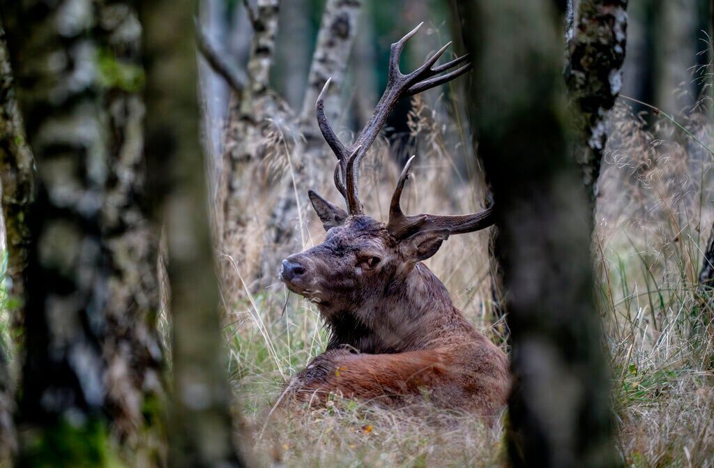 Germany Wildlife